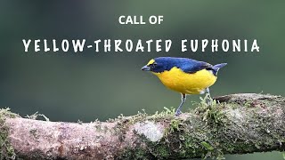 CALL OF YELLOWTHROATED EUPHONIA COSTA RICA 4K [upl. by Nelyt]