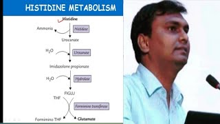 Histidine metabolism and related disorders  Hisidinemia  Biochemistry [upl. by Fiedler]