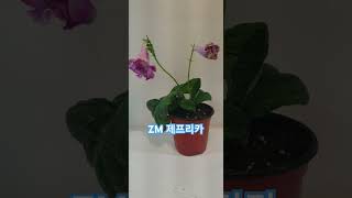 zm제프리카 스트렙토카르푸스 streptocarpus plants flowers [upl. by Elyrpa187]