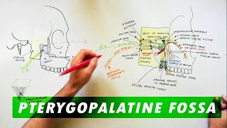Pterygopalatine Fossa  Boundaries Communications amp Contents [upl. by Anawk784]