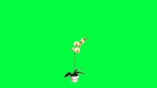 Footage Animation Flower Blossoms Green Screen [upl. by Enovaj]