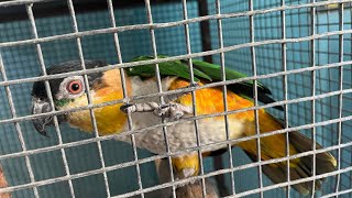 Rio My Black Headed Caique [upl. by Curcio]