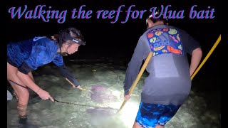 Low Tide Reef Walking for Ulua Bait  Catching Tako and Eel [upl. by Adnirolc402]