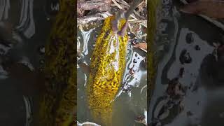 CATCHING FISH PART 106365 fishing villagefishinglife catchingfish fish [upl. by Lalat]