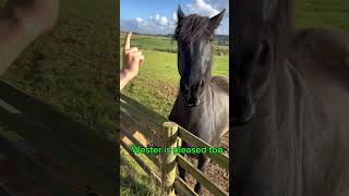 30k subscribers thank you shortsyoutube foryou horse subscribers shetlandpony [upl. by Rodrich]