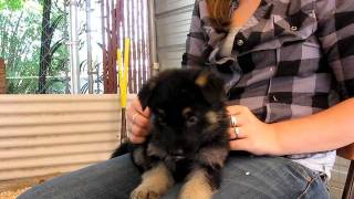 German Shepherd Puppy Cuteness [upl. by Arnoldo]