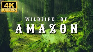 Amazon 4K Wildlife  Creatures Inhabiting the Jungle  Amazon Rainforest  Relaxation Film [upl. by Hortensa711]