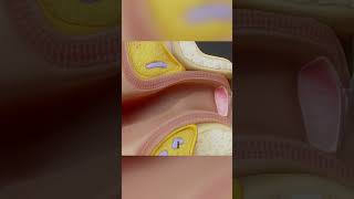 Eardrum ear biology medical anatomy [upl. by Thay]