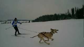 Les Fourgs  Chiens de traîneaux  Ski joering chiens  Championnat de France 2013 [upl. by Yffat295]