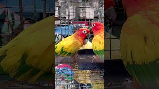 Sun Conure In Galiff Street Pet Market Kolkata । Pets Vlogger [upl. by Enyamrahc]