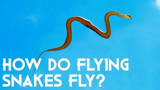 How Do Flying Snakes Fly Unbelievable New Research [upl. by Kennith]