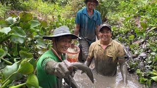 Tát Mương Bắt Cá Lóc Đồng Về Nấu Cháo Rau Đắng 48  Cù Lao Dung Vlogs [upl. by Llewol]