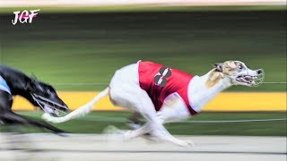 Greyhounds  8 dogs  Track race [upl. by Ahsenid59]