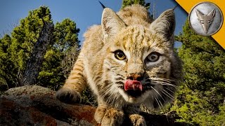 The Bobcat is One Spring Loaded Predator [upl. by Utter]