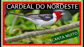 CANTO DO CARDEAL DO NORDESTE  O MELHOR CANTO PARA ENSINAR E ESTIMULAR SEU CARDEAL PARA CANTAR MUITO [upl. by Aitnas80]