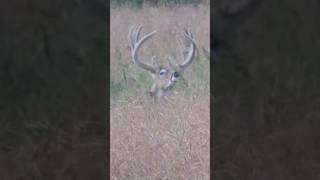 Opening day here in Sask whitetaildeer hunting archery [upl. by Aytida220]