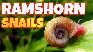 Ramshorn Snails  Breed them or kill them [upl. by Engen]