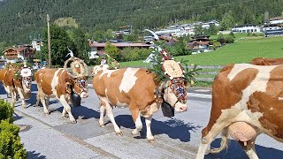 Almabtrieb in Maurach am Achensee Tirol [upl. by Masuh910]