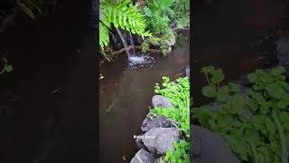 Kolam Koi amp menambah Aglaomorpha nature ikan koi fish aglaomorpha kolam pond [upl. by Landa]