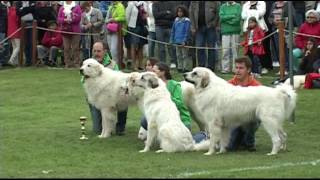 Fête des chiens des Pyrénées à ArgelèsGazost 2016 [upl. by Lynelle]