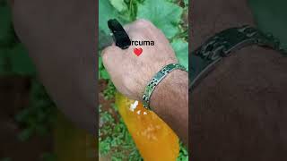 1 cucchiaio di curcuma in polvere in 1 litro di acqua insetticida repellente biologico 🤠🤠🤠❤️ [upl. by Loma]