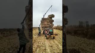 The process of loading corn stalks with simple tools [upl. by Hgielsa]