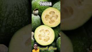 Buah jambu biji nanas atau feijoa dengan nama ilmia feijoa sellowiana [upl. by Nima]