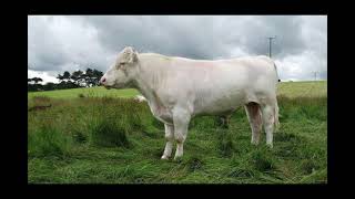 Whitebred Shorthorn Cattle  Interesting Facts [upl. by Hax132]