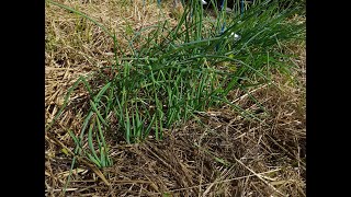 Mulching the onions Madonna lilies  Lily collection part 13 4K [upl. by Sparrow177]