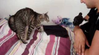 bouledogue francais 2mois et chat 1ere fois [upl. by Anicul398]