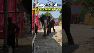 हाथी बिना सोनपुर का मेला सुना 🙄 Sonpur mela elephant market  sonpur mela 2024 sorts viralvideo [upl. by Ahsiekel]