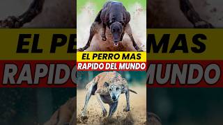 👉El Perro Más RÁPIDO del PLANETA🤯 [upl. by Boswell877]