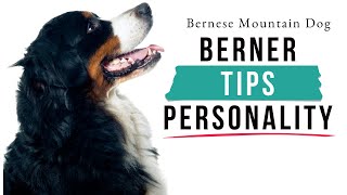 Bernese Mountain Dog Personality  Your Familys Perfect Protector [upl. by Munsey]