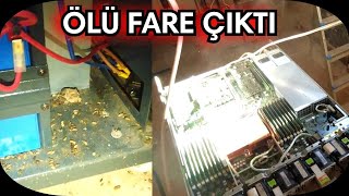 Fare İstilası Server Ups Temizlik Zamanı [upl. by Yung]