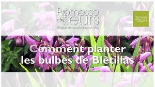 Planter des Orchidée rustiques  les Bletillas [upl. by Cowles256]