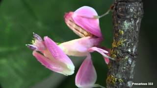 Orchid Mantis  Super PINK [upl. by Tloh940]