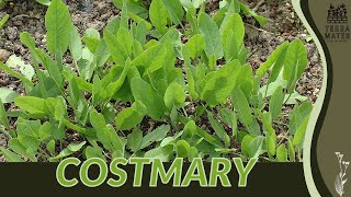 Unveiling The Beauty Of COSTMARY  Fragrant Herb With Historic Charm [upl. by Ayekat]