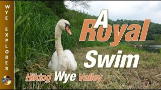 A Royal Swim  Hiking the Wye [upl. by Westbrook962]