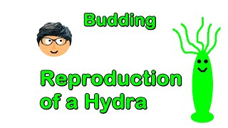 How does a Hydra Reproduce The process of Budding [upl. by Hibbs]