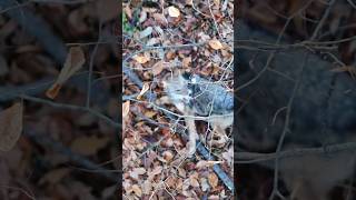 Coyote at 3 yards Bow Kill huntingseason hunting deerhunting predatorhunting [upl. by Nyleve]