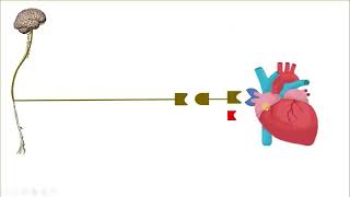 Lec 3 Part 1 Introduction in autonomic Pharmacolgy [upl. by Libby]