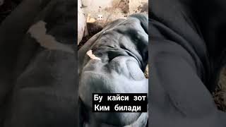 Неча кг чикади ёзамиз mol cow qoybozor funny bull qoyboqish baki molbozor animals bozor [upl. by Anum]