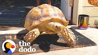 Outgoing Tortoise Asks Strangers For Butt Scratches  The Dodo [upl. by Nabla40]