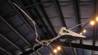 Quetzalcoatlus northropi  Triebold Paleontology [upl. by Pammie]