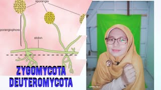 KLASIFIKASI JAMUR  ZYGOMYCOTA DAN DEUTEROMYCOTA [upl. by Lisk]