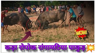 kada ropok 2024  At Rangamatia WB vlogs buffalofight [upl. by Annoyed]