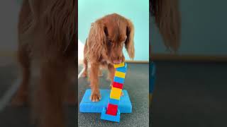 Super Spaniel Stacks Huge Tower of Lego  Dogtooth Media [upl. by Brenn401]