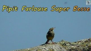 PIPIT FARLOUSE liste rouge dans le Puy de Dôme [upl. by Nyral]