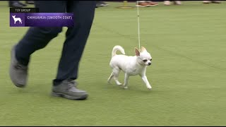 Chihuahuas Smooth Coat  Breed Judging 2023 [upl. by Linden385]