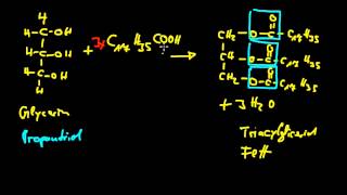 Organische Chemie 14 Fettsäuren 2  Veresterung Triacylglyceride Verseifung [upl. by Dulla]